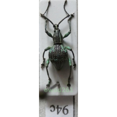 Neopyrgops sp. Heller, 1913 Philippines94c